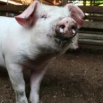 Tennessee ‘Pork Report’ Finds Government Waste at All-Time High