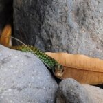 How These Rare Species Are Making It Impossible to Keep the Border Secure