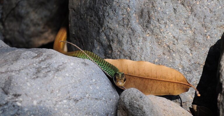 How These Rare Species Are Making It Impossible to Keep the Border Secure