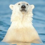 Obama’s Drilling Ban in Alaska Isn’t About Saving Polar Bears. It's About His Radical Agenda