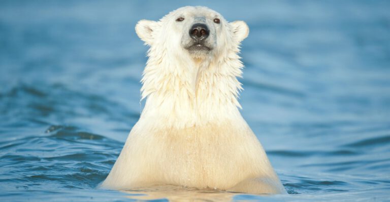 Obama’s Drilling Ban in Alaska Isn’t About Saving Polar Bears. It’s About His Radical Agenda