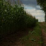 10 Free Market Principles That Could Transform Agriculture