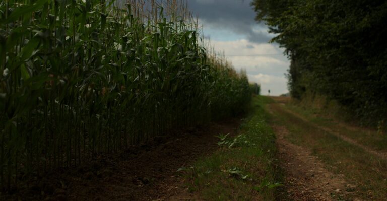 10 Free Market Principles That Could Transform Agriculture