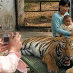 New York Lawmakers Make It Illegal to Touch a Tiger