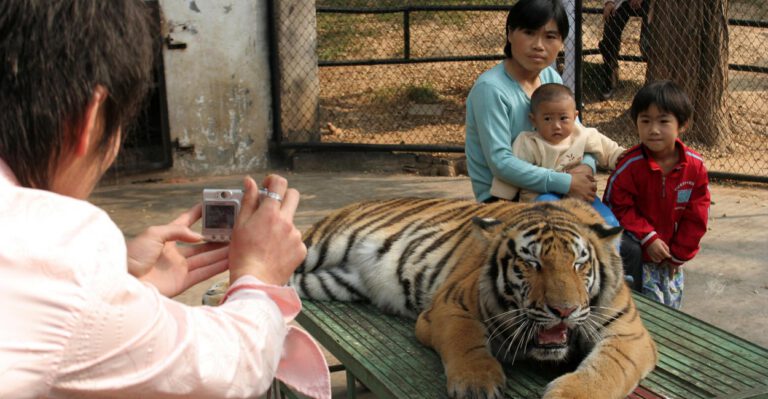 New York Lawmakers Make It Illegal to Touch a Tiger