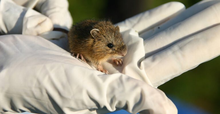 New Mexico’s Mouse War Escalates