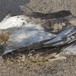 Wind Farms Divide Environmentalists: Renewable Energy vs. Dead Birds