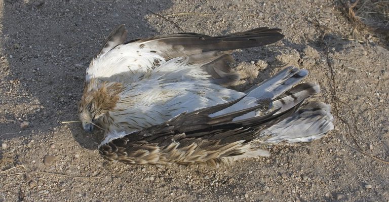 Wind Farms Divide Environmentalists: Renewable Energy vs. Dead Birds