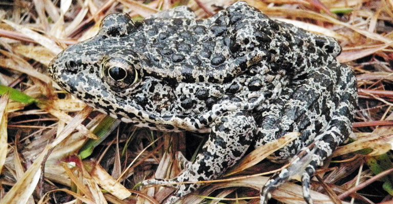 The Government Is Controlling Private Property to Save Frog Species Not Seen in 50 Years