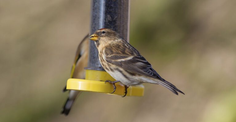 This State Just Made Backyard Bird Feeders Illegal … by Accident
