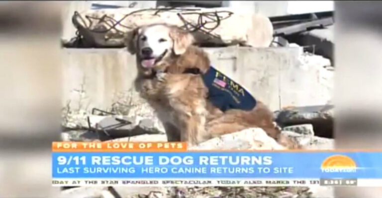 Meet the Last Remaining Four-Legged Hero of 9/11