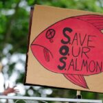 Why Fishing Rights and Genetically Modified Salmon Might Determine Senate Control