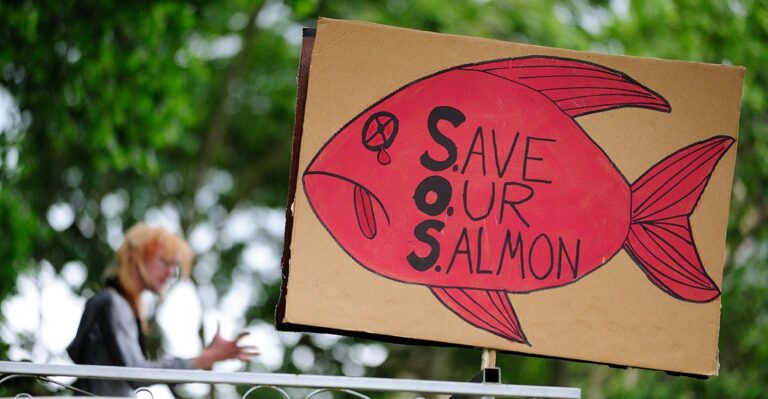 Why Fishing Rights and Genetically Modified Salmon Might Determine Senate Control