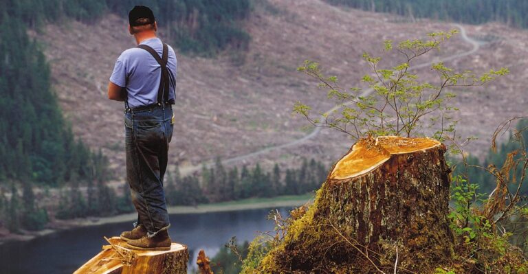 Environmentalists Halt Obama Administration Plan to Cut Trees in Alaska