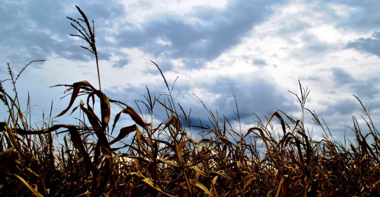 Don’t Tweak the Biofuels Mandate, End It