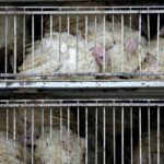 Avian Flu Could Be the 'Worst Animal Disease Outbreak' in Iowa's History. Why That Matters.