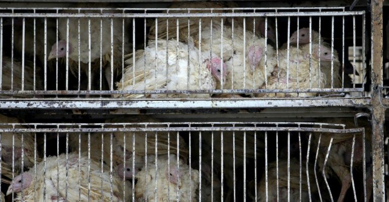 Avian Flu Could Be the ‘Worst Animal Disease Outbreak’ in Iowa’s History. Why That Matters.