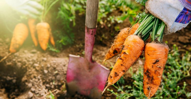 Farm Contractors Balk at Obamacare Requirements