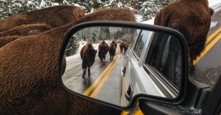 Sorry, Environmentalists: Buffalo Were Saved From Extinction by Capitalism