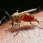 House Republicans Want to Deploy Ebola Funding to Beat Zika Virus