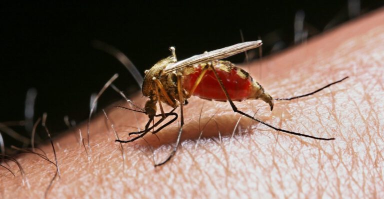 House Republicans Want to Deploy Ebola Funding to Beat Zika Virus