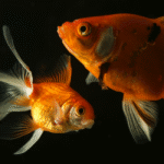 NIH Spends Millions on Hopped-Up Honeybees and Sexy Goldfish, Then Asks for Zika Funding