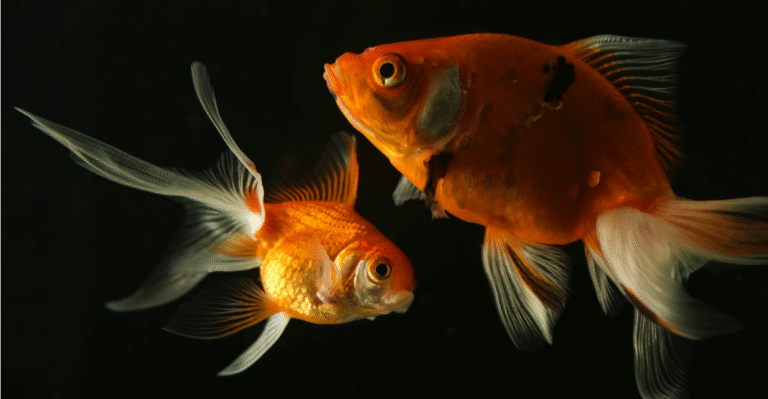 NIH Spends Millions on Hopped-Up Honeybees and Sexy Goldfish, Then Asks for Zika Funding