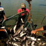 Will Republican Leadership Cut Loose USDA’s Tangled Catfish Inspection Role?