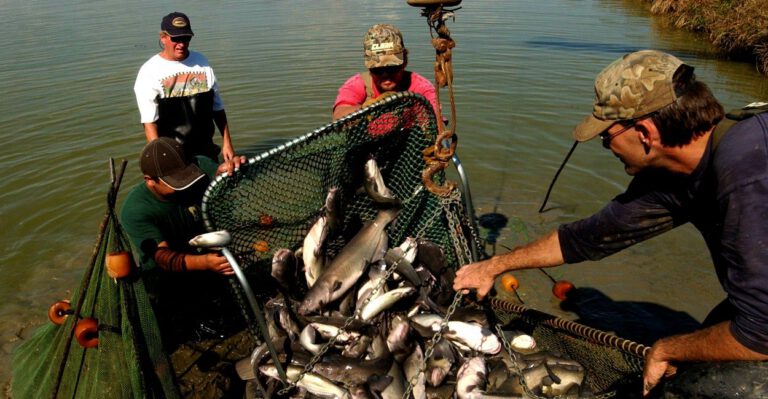Will Republican Leadership Cut Loose USDA’s Tangled Catfish Inspection Role?