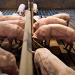 ‘Like Hogs at the Trough,’ Lobbyists Feast on Farm Bill for Subsidies, Food Stamps