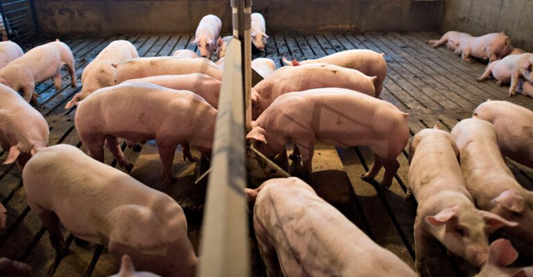‘Like Hogs at the Trough,’ Lobbyists Feast on Farm Bill for Subsidies, Food Stamps