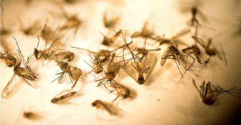 Obama Administration Moves Money to Fight Zika, Revealing Untapped Funding
