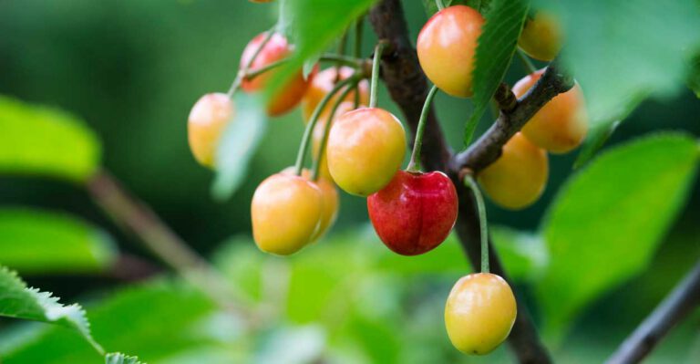 How the Government Is Mandating Food Waste