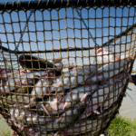 House Leadership Should Allow a Vote Against Cronyism