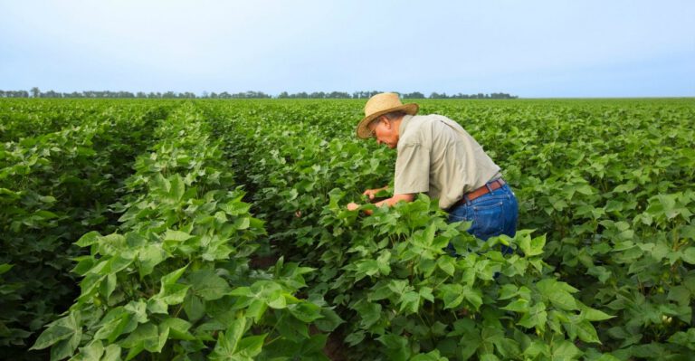 Our New Report Offers a Free-Market Alternative to the Farm Bill