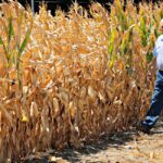 Obama’s New Death Tax Threatens Family Farms and Businesses