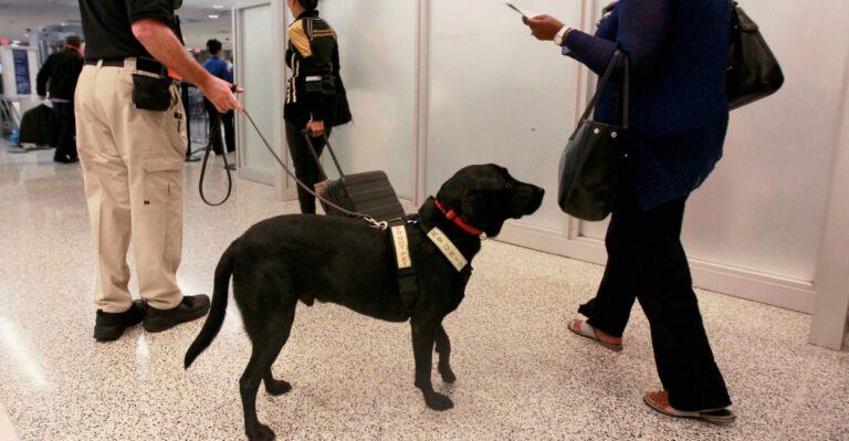 Privatize Airport Screeners to Get Bomb-Sniffing Dogs Back on the Scent of Terrorists