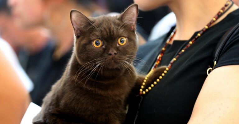 Federal Agents Threaten Pet Owners With a War on Cats