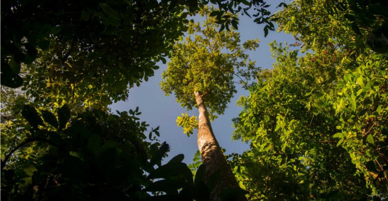Don’t Believe the Hysteria Over Carbon Dioxide