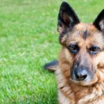 Michigan Approves $360 in Weekly Unemployment to a German Shepherd