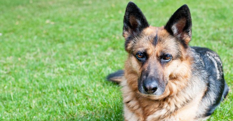 Michigan Approves $360 in Weekly Unemployment to a German Shepherd