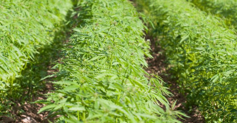 The Government Should Change How It Regulates Marijuana