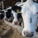 Q&A: Farm Bill Policies Benefit Wealthy Farmers, Hurt Taxpayers