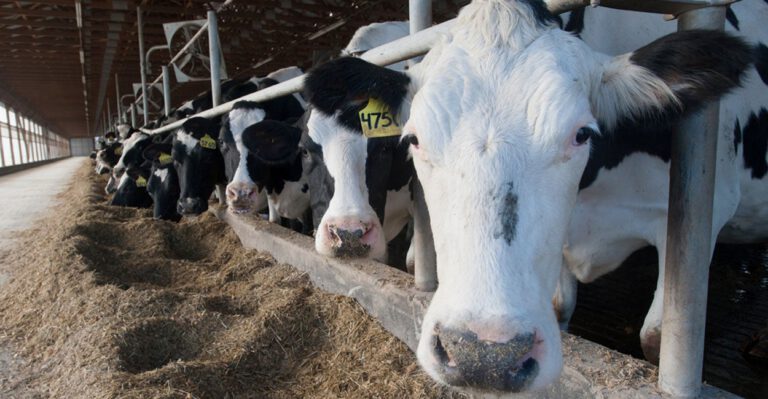 Q&A: Farm Bill Policies Benefit Wealthy Farmers, Hurt Taxpayers