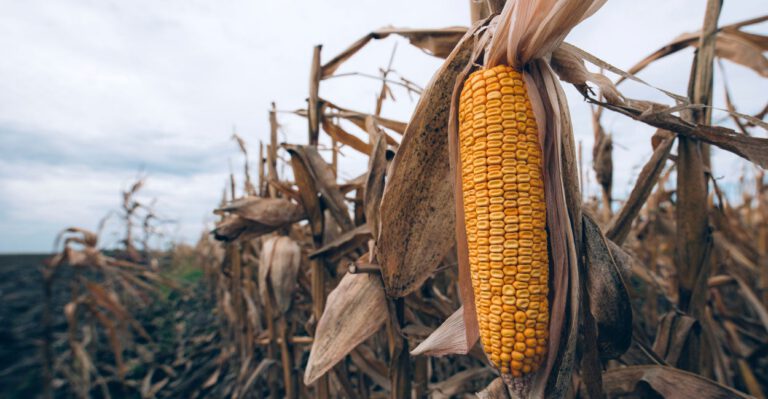 Will the Senate Seize or Squander the Opportunity for Much-Needed Reform of the Farm Bill?