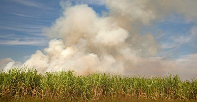 Senate Farm Bill Ignores Conservatives: It Is Bad on Food Stamps and Farm Subsidies