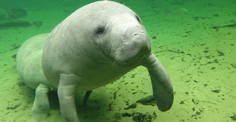 Trump Aims to Clarify Rules for Protecting Endangered Species