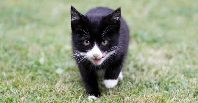 Prosecution of Woman Who Rescued Animals Amid Hurricane Florence Shows No Good Deed Goes Unpunished