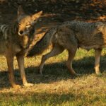 Trump Sparks Coyote Conundrum by Citing Smuggling of Illegal Aliens