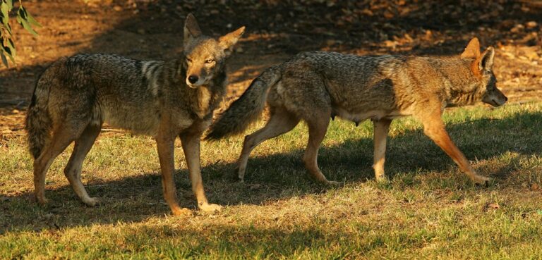 Trump Sparks Coyote Conundrum by Citing Smuggling of Illegal Aliens